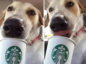 娱乐吃瓜酱狗狗领冰淇淋,娱乐吃瓜酱带你领略萌宠甜蜜瞬间